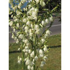 Juka karolińska - Yucca filamentosa